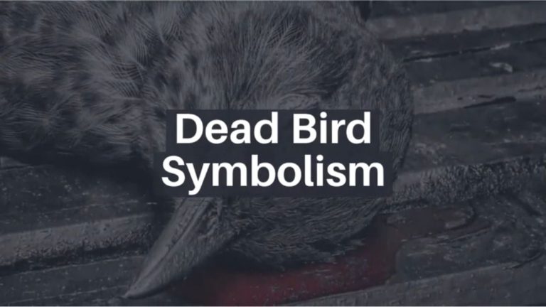 What Does A Dead Bird Symbolize