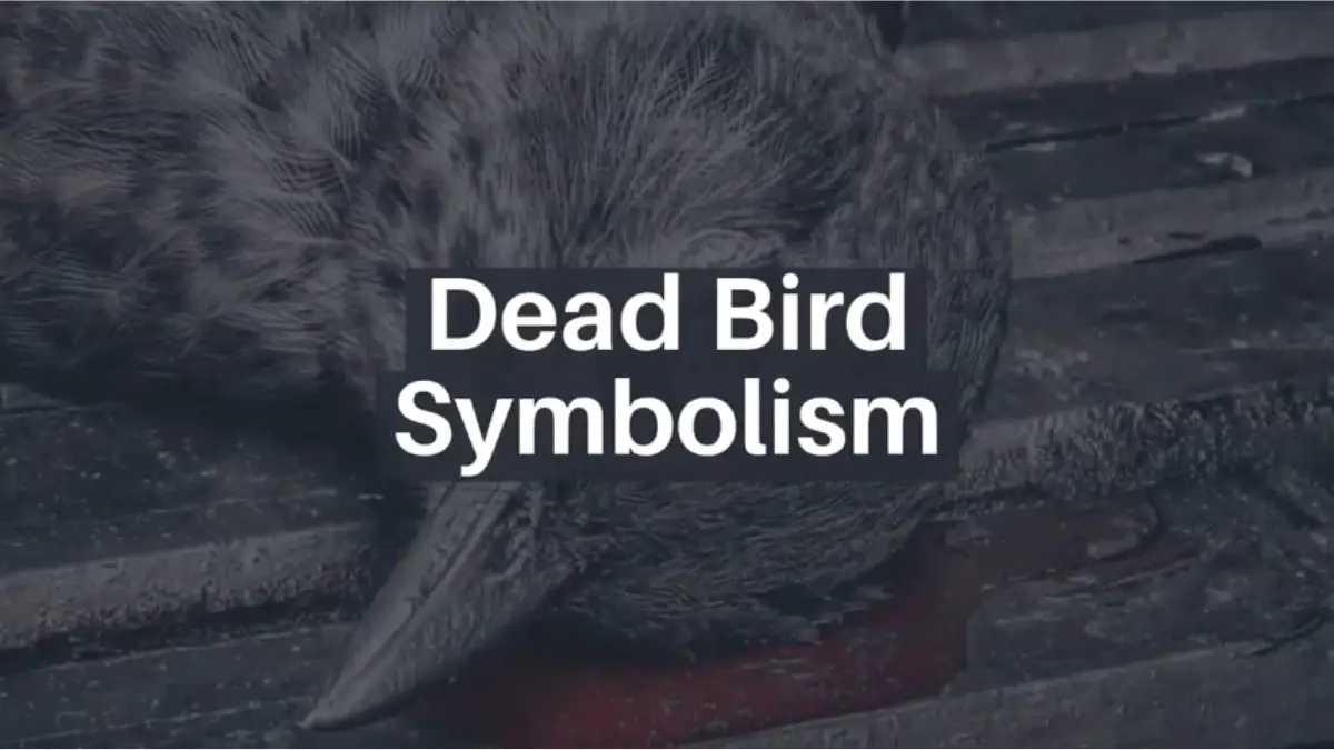 Read more about the article Dead Bird Omens: What Does a Dead Bird Symbolize